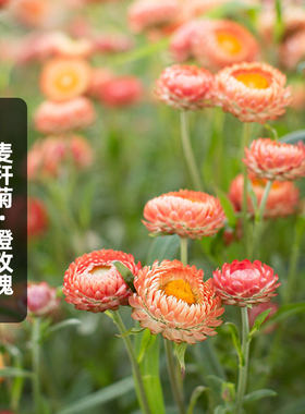 橙玫瑰麦秆菊种子蜡菊脆菊