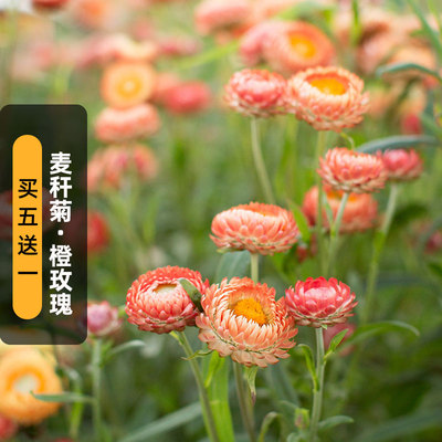 橙玫瑰麦秆菊种子蜡菊脆菊