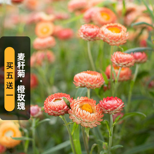 橙玫瑰麦秆菊种子蜡菊脆菊