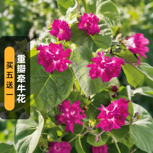 重瓣爬藤牵牛花种子日出小夜曲碗公花朝颜喇叭花籽阳台盆栽春夏播