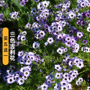 三色吉利花种子Bird Eyes鸟眼介代花籽可切花室内阳台盆栽春播