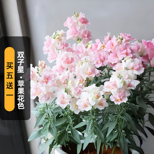 进口重瓣金鱼草种子双子星/苹果花色Apple Blossom矮生盆栽春秋播