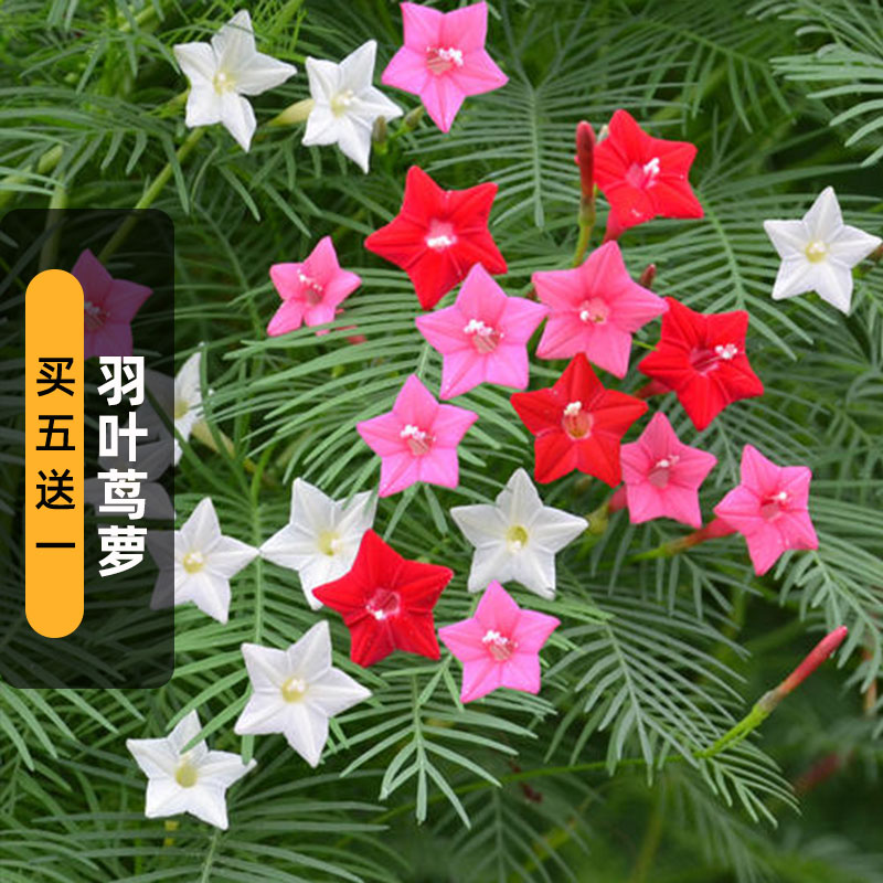 羽叶茑萝种子20粒密茑萝松金丝线五角星花种籽长花期爬藤盆栽春播