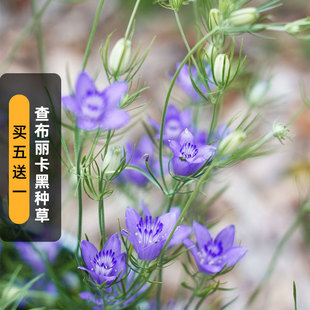 查布丽卡黑种草种子100粒Blue Stars蓝星种籽矮生阳台盆栽春秋播