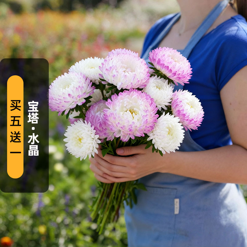 进口翠菊种子宝塔水晶Great Tower Quartz七月菊花籽阳台盆栽秋播