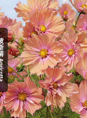 天竺少女波斯菊种子Apricotta杏色渐变格桑花籽阳台盆栽易种春播