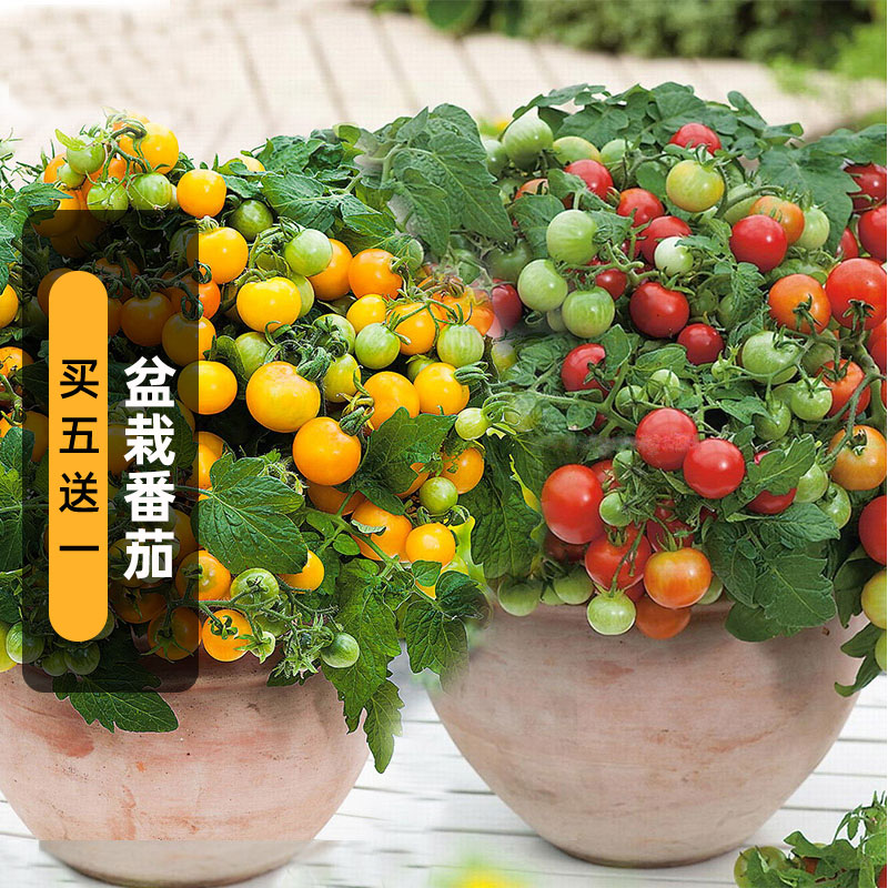 盆栽小番茄种子矮生珍珠西红柿
