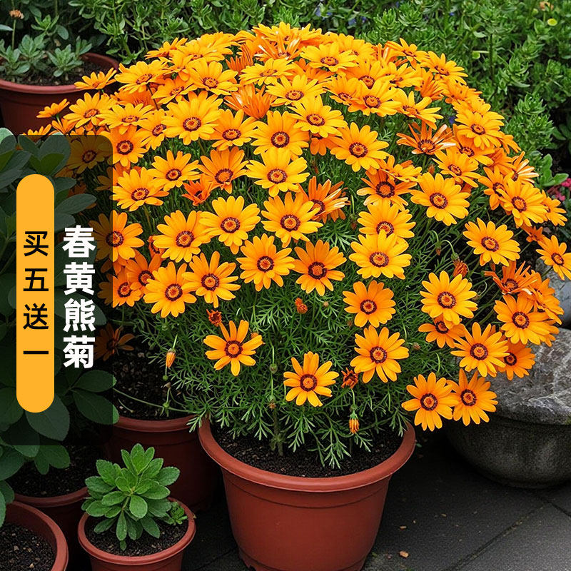 春黄熊菊种子100粒鸟寝花金黄熊果菊花籽可切花室外盆栽春秋播图片