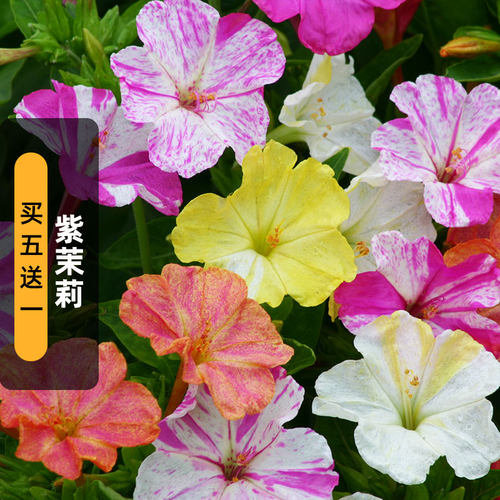 五彩茉莉条纹晚饭花地雷花种子