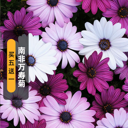南非万寿菊种子大芙蓉非洲雏菊
