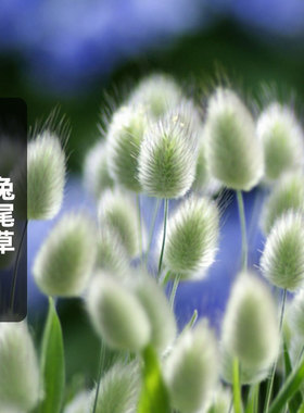 兔尾草种子短穗狐狸尾草籽网红观赏兔子尾巴可切花阳台盆栽春秋播