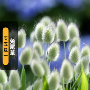 兔尾草种子短穗狐狸尾草籽网红观赏兔子尾巴可切花阳台盆栽春秋播