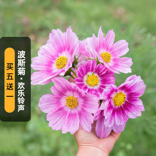 波斯菊/欢乐铃声种子100粒Happy Ring矮生格桑花籽室内盆栽春播