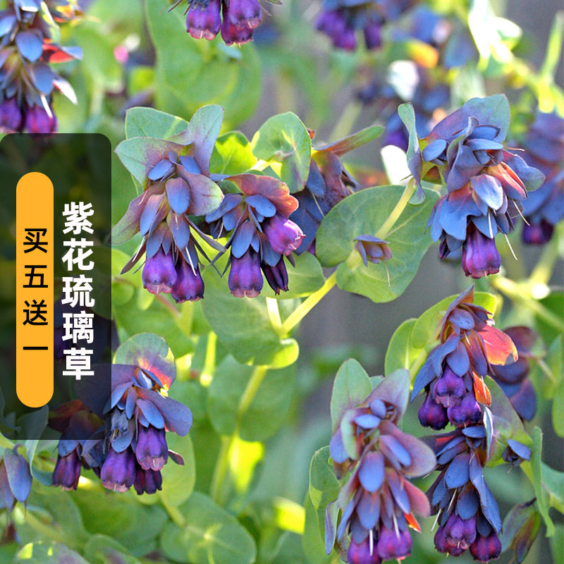 紫花琉璃草种子蓝蜡花蜜蜡花