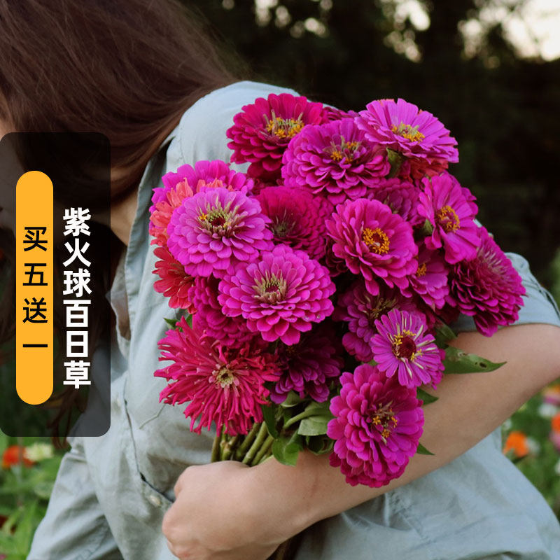 紫色大花百日草种子100粒紫火球步步高花种籽可切花阳台盆栽春播