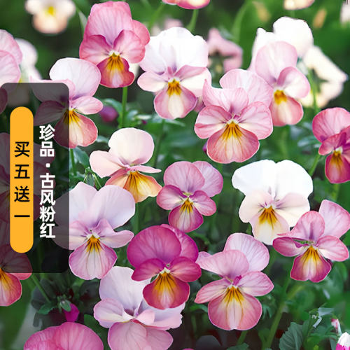 进口角堇种子珍品GEM/古风粉红Pink Antique复古长花期盆栽春秋播