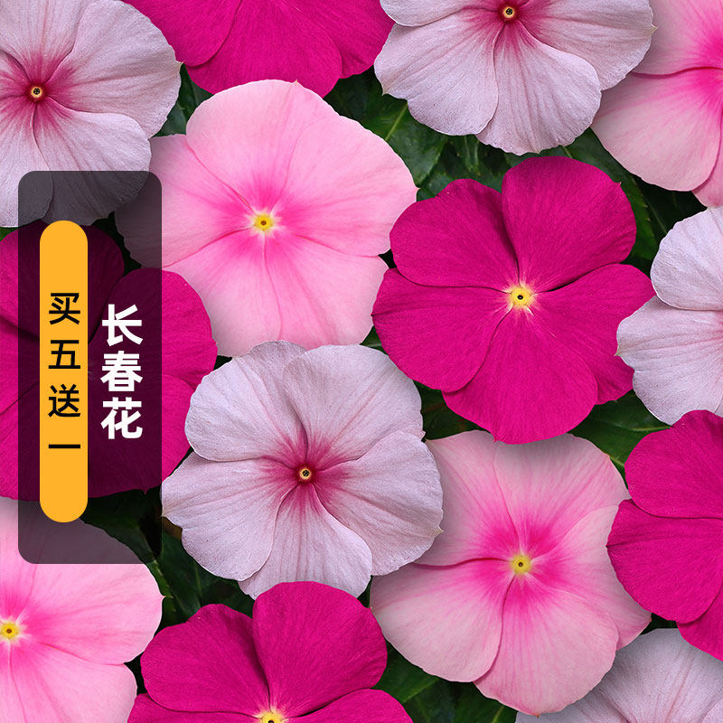 长春花种籽日日春四季梅五叶梅花卉种子长花期花坛阳台盆栽春播