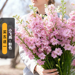 粉色小花飞燕草种子100粒千鸟草鸽子花籽切花花镜室外盆栽春秋播