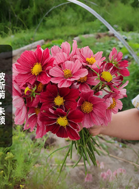 朱颜波斯菊种子100粒Rubenza红宝石矮生格桑花籽阳台盆栽易种春播