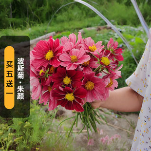 朱颜波斯菊种子100粒Rubenza红宝石矮生格桑花籽阳台盆栽易种春播