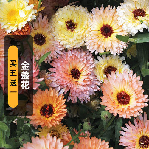 金盏菊种子醒酒花可切花长生菊