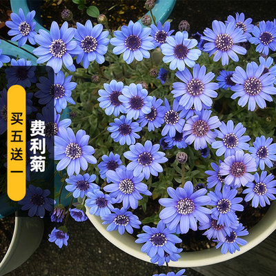 费利菊种子蓝玛格丽特异叶蓝雏菊