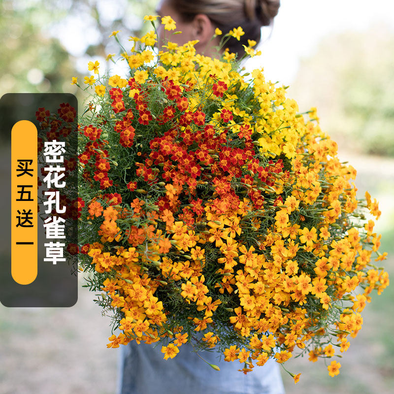 密花孔雀草种子100粒小藤菊细叶万寿菊花籽阳台盆栽长花期春季播,鲜花速递/花卉仿真/绿植园艺,家庭园艺种子,淘宝优惠券,粉丝福利购,淘宝优惠卷