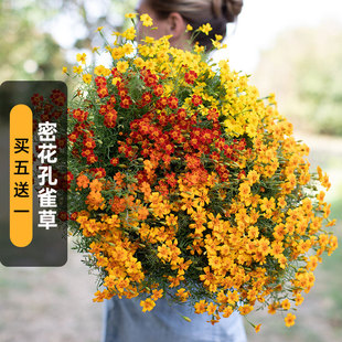 密花孔雀草种子100粒小藤菊细叶万寿菊花籽阳台盆栽长花期春季播
