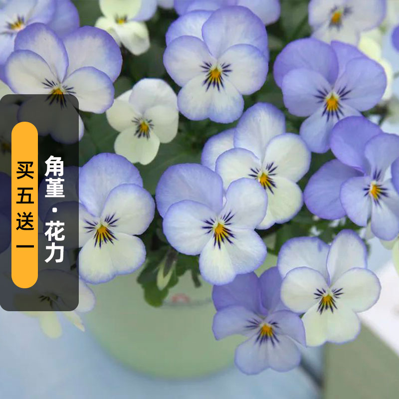 進(jìn)口角堇/花力/藍(lán)韻白種子Floral Power玫瑰翅貓臉花籽盆栽春秋播