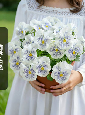 进口三色堇种子崭新的猫咪/白色Cats Plus猫脸花阳台盆栽春秋播