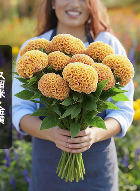 进口头状鸡冠花种子久留米/金黄色Kurume巨型（切花型)盆栽春播