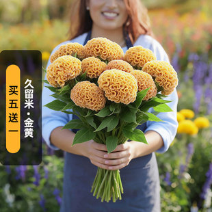 进口头状鸡冠花种子久留米/金黄色Kurume巨型(切花型)盆栽春播