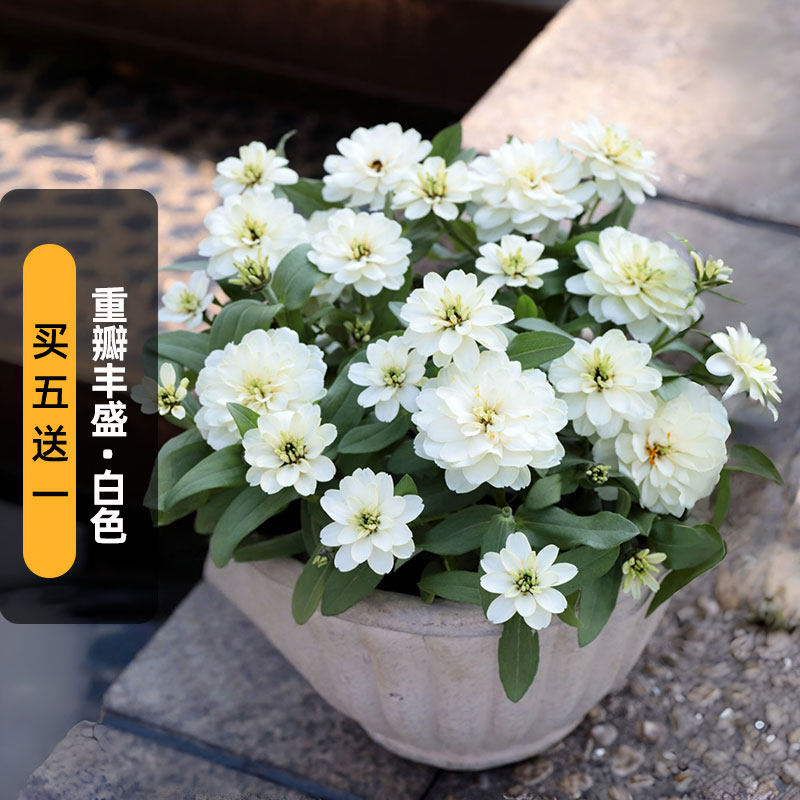 进口百日草种子（重瓣）丰盛/白色改良Imp矮生花卉阳台盆栽春播