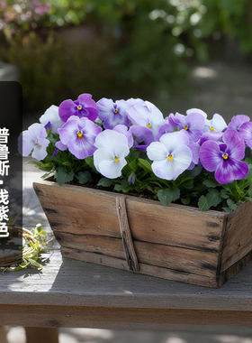 进口三色堇种子普鲁斯/浅紫色Inspire Plus大花猫脸花盆栽春秋播