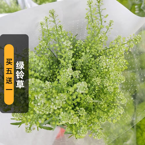 绿铃草种子200粒Green Bell切花装饰花材料种籽阳台盆栽春秋播