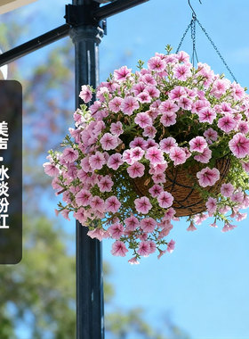 进口垂吊矮牵牛种子美声/冰淡粉红色Raspberry Ice矮生盆栽秋播