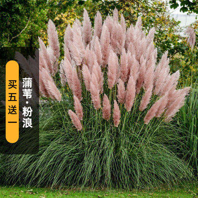 蒲苇粉浪种子多年生宿根观赏草