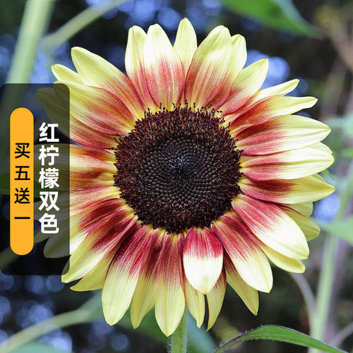 切花向日葵红柠檬双色种子