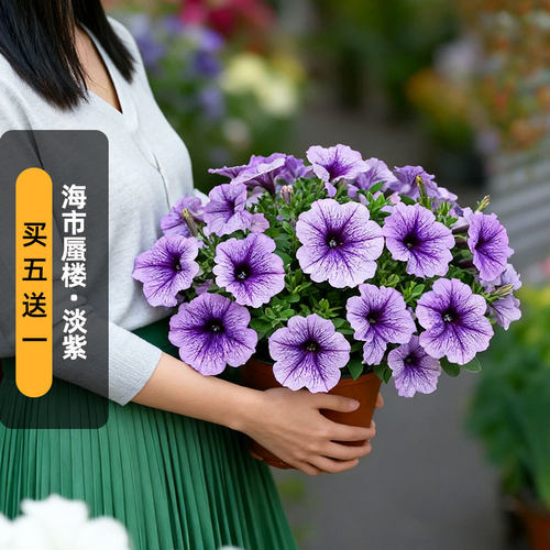 进口矮牵牛种子海市蜃楼/淡紫色脉纹Mirage中大型花矮生盆栽秋播