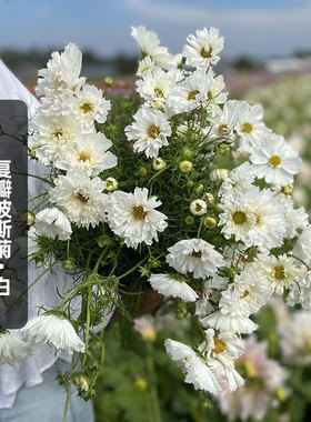 复瓣波斯菊种子100粒白色重瓣双击格桑花籽花坛室外阳台盆栽春播