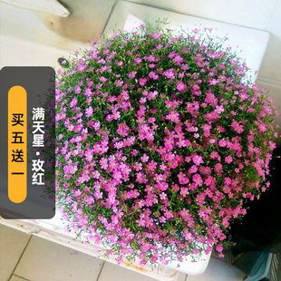 吉普赛满天星/玫红种子20粒迷你细小石头花籽阳台长花期盆栽春播