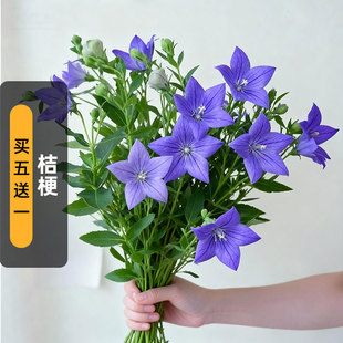 中华桔梗种子铃铛花僧帽包袱花籽多年生室外阳台盆栽春秋播