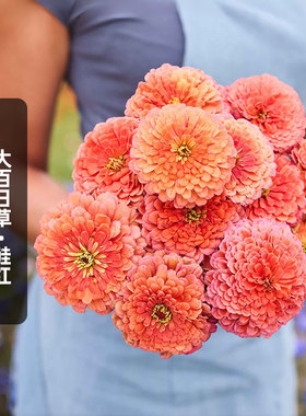 大花百日草种子100粒Salmon鲑红色火球花对叶菊花籽切花盆栽春播