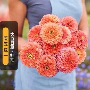 大花百日草种子100粒Salmon鲑红色火球花对叶菊花籽切花盆栽春播