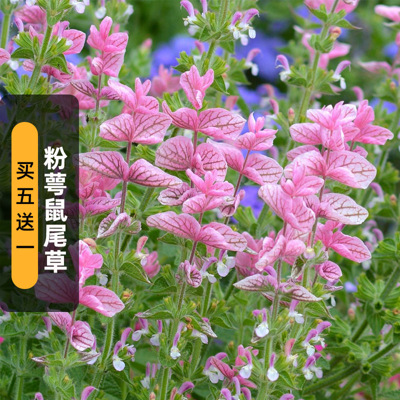 粉萼鼠尾草蝶花彩绘洋苏草种