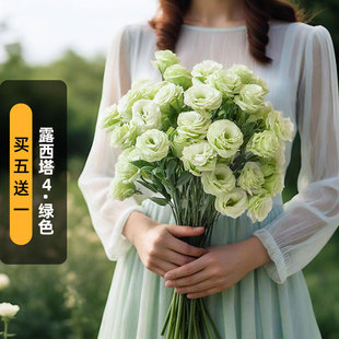 SAKATA进口洋桔梗种子露西塔4/绿色Rosita重瓣切型花盆栽纯秋播