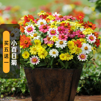 小百日菊种籽100粒 Zahara矮生迷你细叶百日草花籽阳台盆栽春播