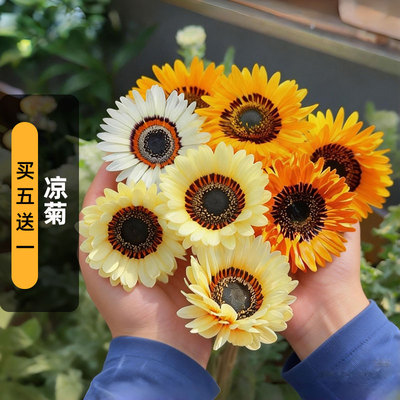 复瓣凉菊种子300粒Cape Daisy非洲雏菊祖鲁王子花籽阳台盆栽春播