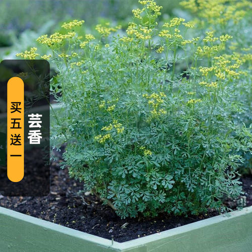 芸香草种子Rue臭草七里香小香茅草籽可驱蚊防虫炼精油盆栽春秋播