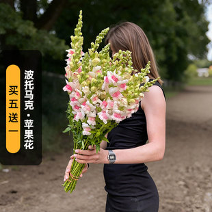 进口金鱼草种子波托马克/苹果花色Potomac（高型）切花盆栽春秋播